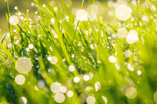 istock Natural green grass background in sunny summer day 2172539558
