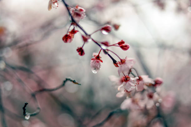 Pretty pink flower on a tree branch with rain drops on a gray and rainy day and out of focus background
