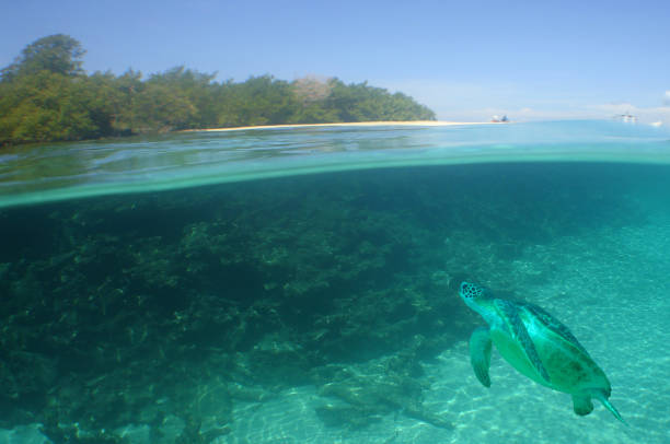 istock a sea turtle on a reef in the caribbean sea 2172541691