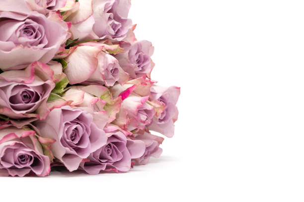 English Roses