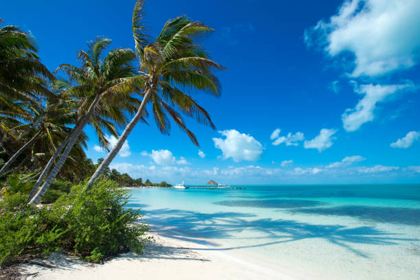 istock Summer beach landscape. Tropical island paradise. Tropical white sand beach with coco palms. Sand, blue sea water, turquoise ocean, sun sky white clouds 2172543733