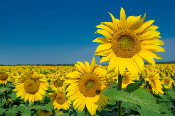 istock Sunflower field with cloudy blue sky 2172543782