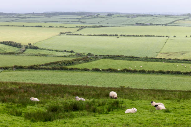 istock Irish sheep grazing peacefully on endless green pastures, surrounded by hedges and rolling fields that stretch into the distance 2172544140