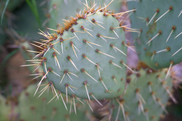 istock Close up of a cactus 2172545453