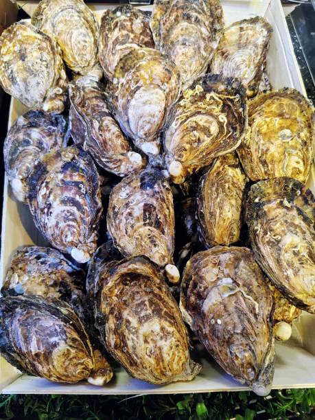 Japan HYOGO MUROTSU OYSTER