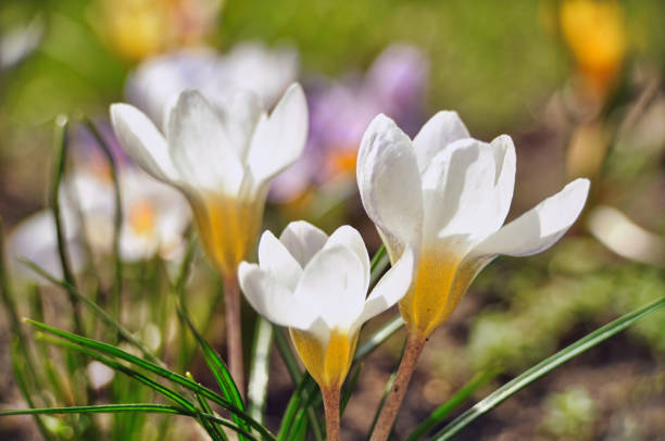 Beautiful white crocus flowers blooming in spring on a meadow in the grass