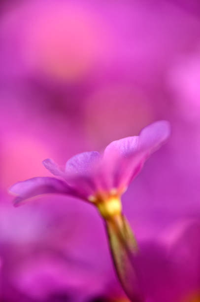 Pink primrose flowers bloom densely planted in a garden