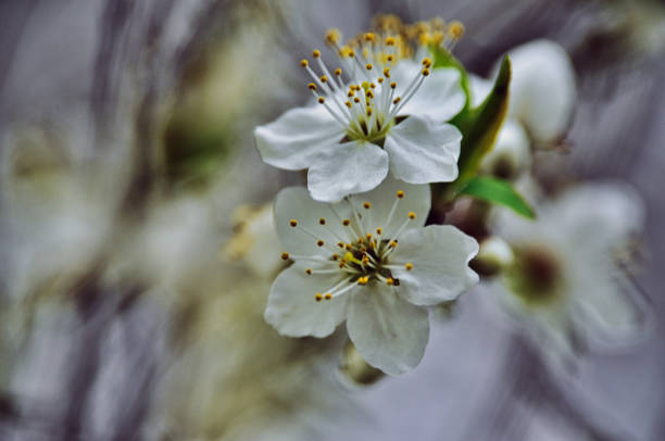Mirabelle flower fully bloomed on a branch in spring