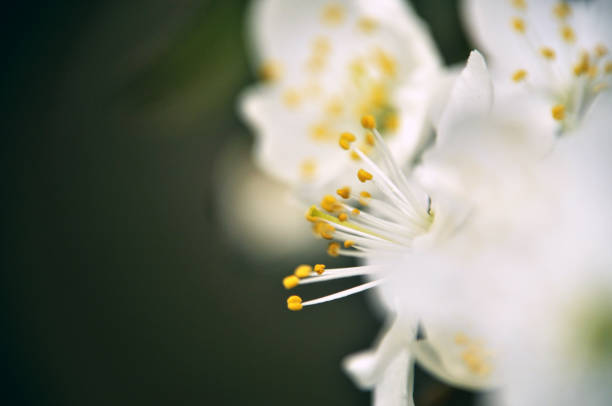 White blossom, partially out of focus.