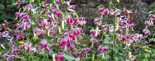 istock Stargazer lily in Central Park 2172547240