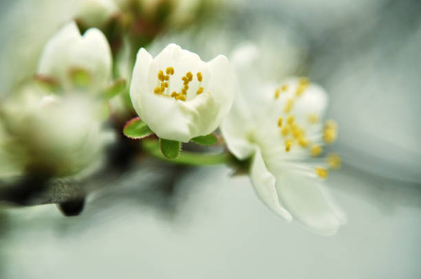 istock Mirabelle flower fully bloomed on a branch in spring white flower 2172547275