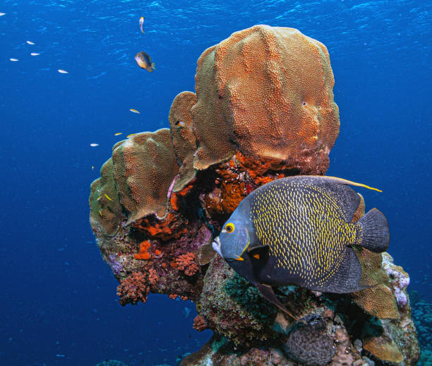 istock French angelfish ,Pomacanthus paru 2172547550