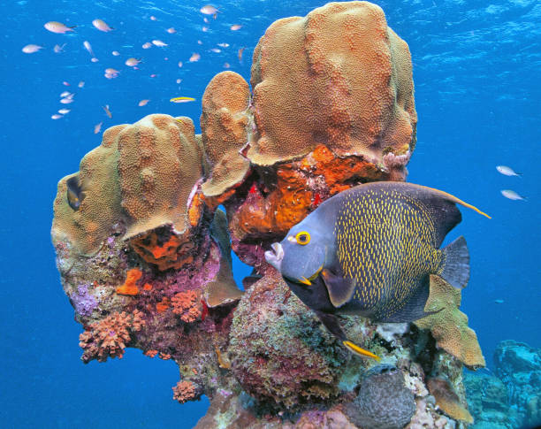 fauna of the underwater world coral reef ocean anemones fish corals molluscs underwater animals sea creatures purple aquarium, yellow fish