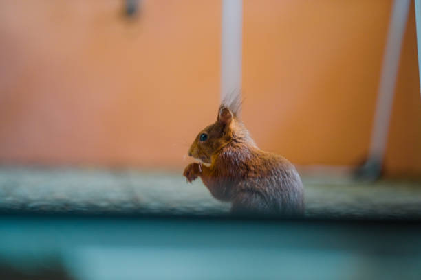 istock Red squirrel with soft fluffy fur eats a peanut alone on a balcony 2172547824