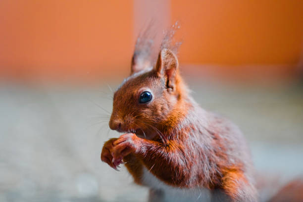 istock Squirrel with Red Fur Eats a Peanut Extreme Closeup 2172547828