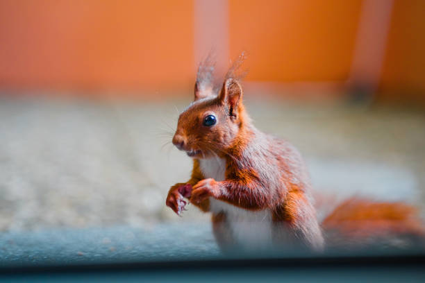 istock Squirrel with Red Fur Wants to Have a Nut 2172547876