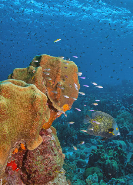 istock French angelfish ,Pomacanthus paru 2172547902