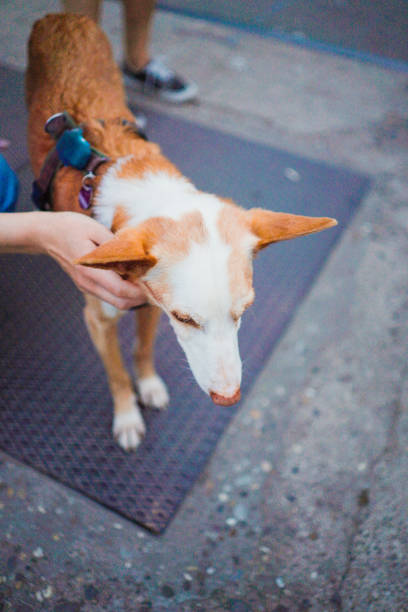 istock Cute Brown and White Dog Stroked Softly through its fur Feeling Comfortable Looking Around on the Street 2172548648