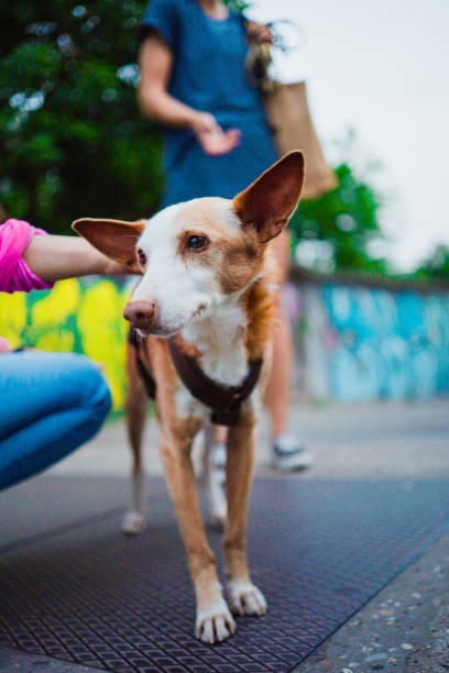 istock Cute Brown and White Dog Stroked Softly on the Back Feeling Comfortable 2172548671