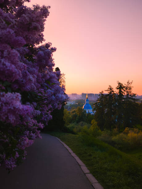 istock Dawn in Kyiv's Botanical Garden with Lilacs 2172549552