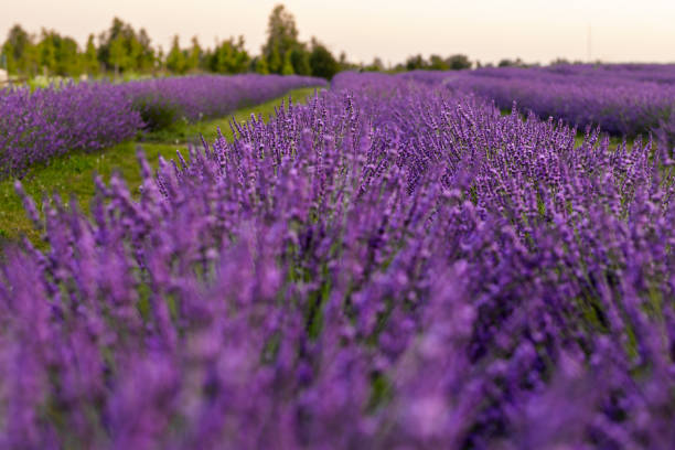 This expansive lavender garden stretches to the horizon, showcasing the beauty and serenity of blooming lavender flowers in the countryside