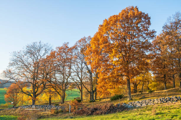 istock Oak woodland view at autumn 2172551840