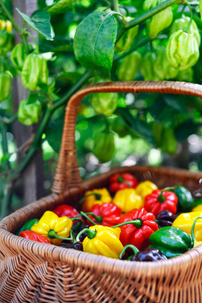 Ripened multi-colored habanero peppers (capsicum chinense) in wicker basket on garden pepper bed. Very hot mexican peppers