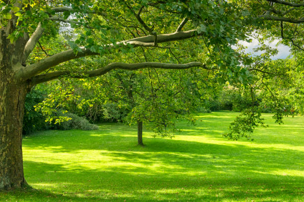Meadow with green grass and trees in the park.