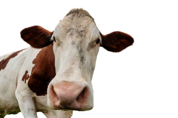istock Montbeliarde cow looking at the camera 2172556704