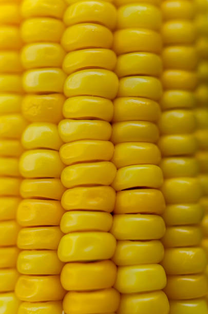istock Corn seeds texture, macro, close up of raw yellow corn grains background 2172557624