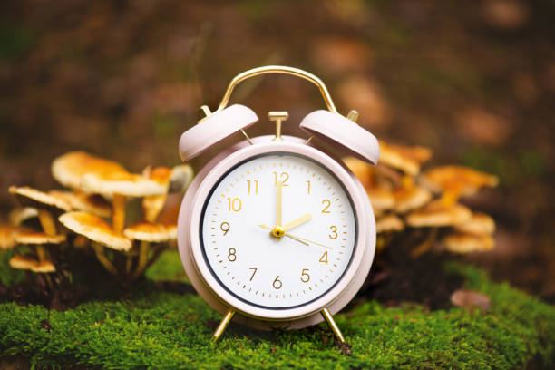 istock End of daylight saving time in fall, winter time changeover, alarm clock with autumn foliage and mushrooms 2172561136