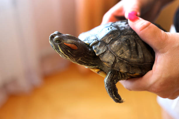 istock People care for and play with a pet red-eared turtle. 2172561492