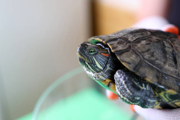 istock People care for and play with a pet red-eared turtle. 2172561538