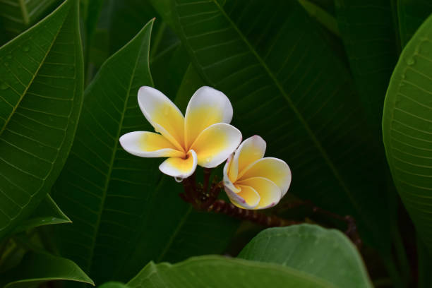 Yellow flowers with green leaves, natural for background.