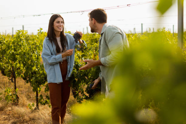 istock Couple enjoying a sunny day in a vineyard, admiring freshly picked grapes while walking through lush green rows of vines in late afternoon light 2172564814