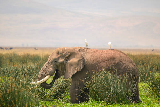 African elephant and egrets, Ngorongoro Crater Side view of grazing elephant standing in marsh surrounded by savannah in largest volcanic caldera in the world and UNESCO World Heritage Site, East Africa. arusha region stock pictures, royalty-free photos & images
