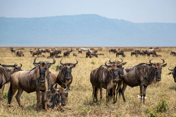 istock Wildebeests resting and grazing, Ngorongoro Crater 2172565018