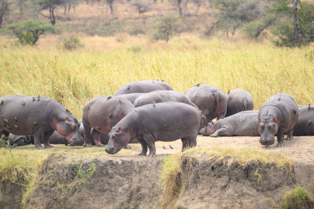 Hippos resting on sandy embankment beside off-camera watering hole and birds perched all over their bodies, ridding them of parasites. Serengeti National Park.