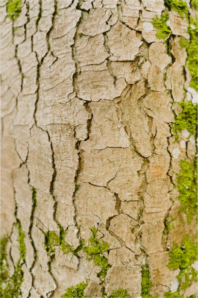 Broken Wood Bark Texture with Scraps and Wholes with Mold and Green Moss