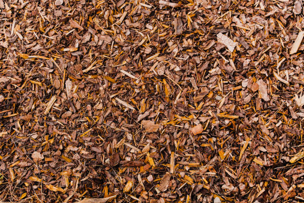 Brown Bark Mulch Texture in the Forest of the Woods