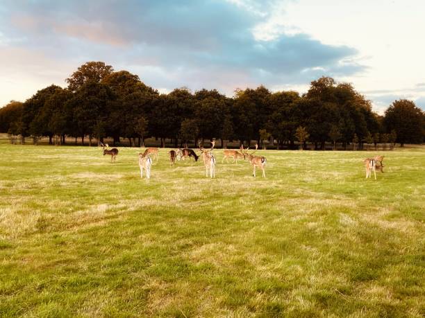 istock A group of deers eating grass in the park 2172569644