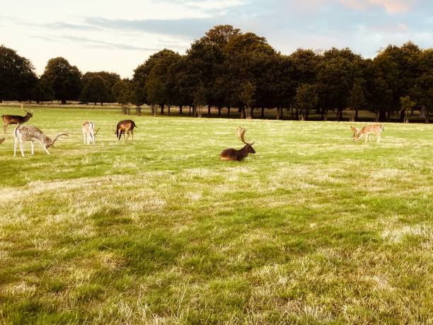 istock Lovely view of the deers feasting on grass 2172569960