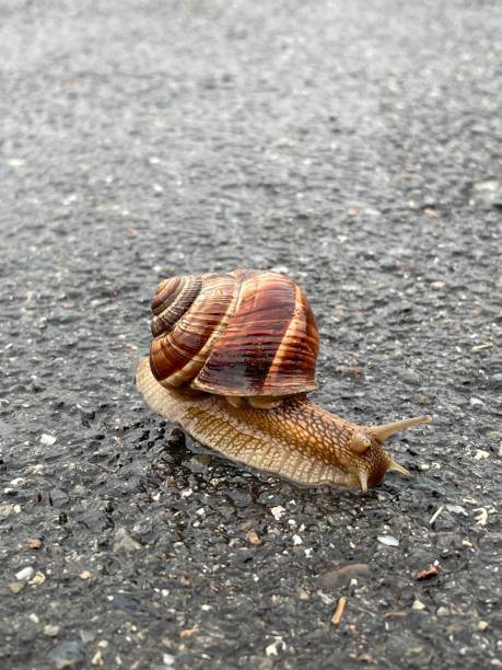 Helix pomatia Helicidae Roman Snail. Digitally Enhanced Photograph.