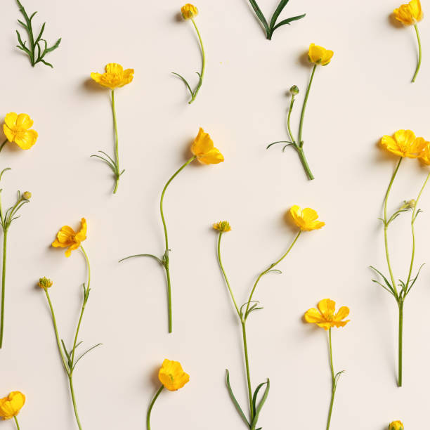 istock Minimal floral pattern, top view Yellow flowers Buttercup with green leaf on beige background, spring summer seasonal concept, creative flat lay beauty nature, wild blooms, floral design card 2172571858