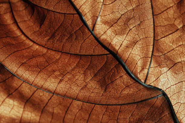 istock Autumn Dried leaf close up with natural veins pattern, brown leaf as nature background. Trend botanical design backdrop, environment pattern, fall seasonal still life macro trend, soft focus 2172571892