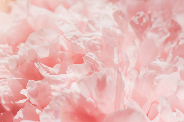 istock Peony flowers spring holiday flowery aesthetic nature close up pattern,  botanical design background, floral top view photo, pink-white blooming flower, scenery beauty nature wallpaper, sunlight 2172571934