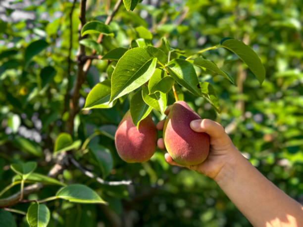 istock Child's hand picking ripe pears from tree in lush garden 2172572204