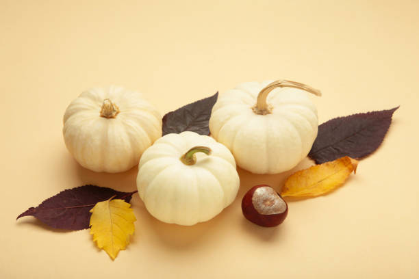 istock White pumpkins on beige background. Fall autumn minimal concept. Flat lay, top view. 2172573521
