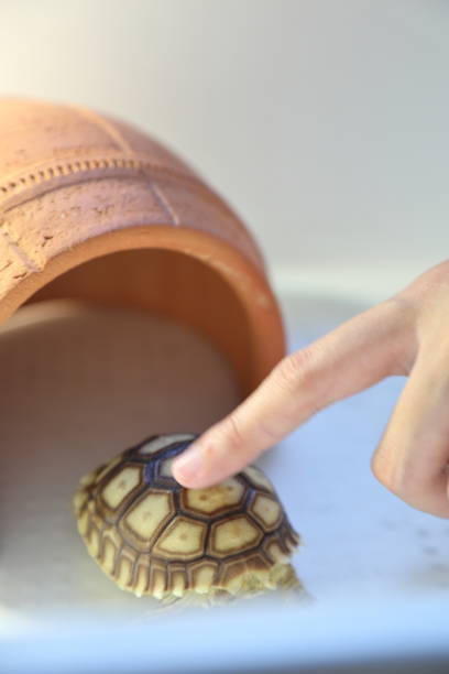 Tiny water turtle, hold between two fingers, looks serious with its clawed feet and slender tail