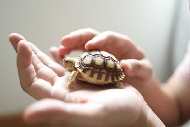 Box turtle hiding in his shell on a white background